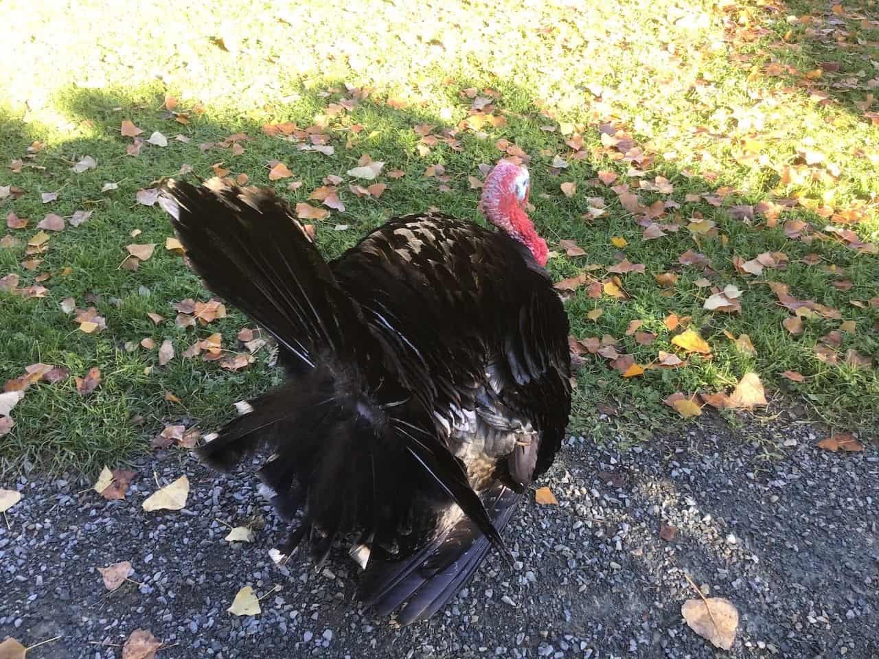 Friendly turkey at Kilby Farm wanders freely at the historic site