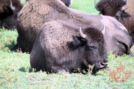 Buffalo