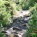 Keeha Bay Trail (3933 visits) Tree roots and mud Keeha Bay Trail