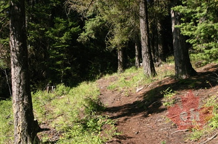 Wilderness Trail
