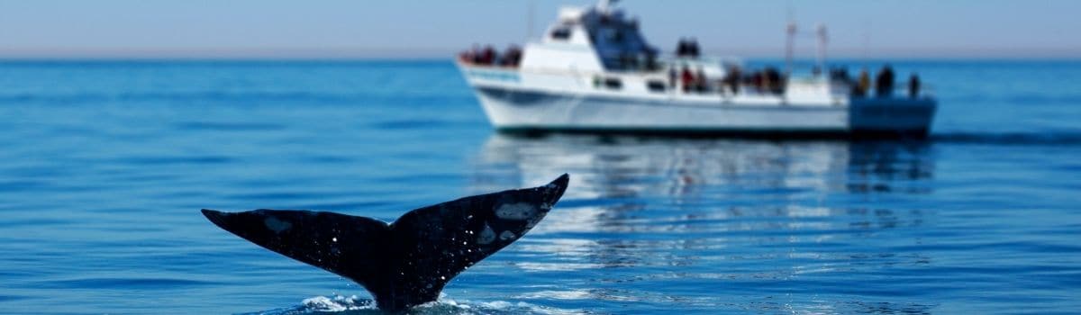 whale watching in BC Canada