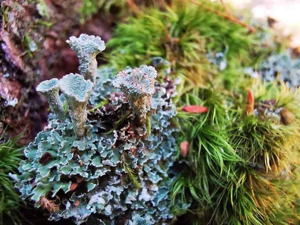 Lichens is a thing at the Kejimkujik National Park and Historic Site.