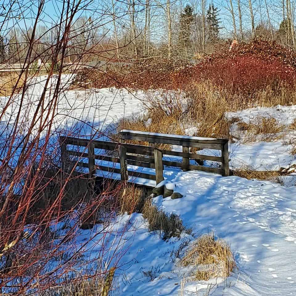 Bridge and footpath continues into natural vegetation in Vancouver Park