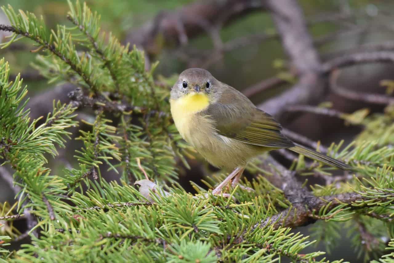 Prince Edward Island is home to many exciting birding hotspots, some of which like the Mount Steward WMA are located right on the Confederation Trail.