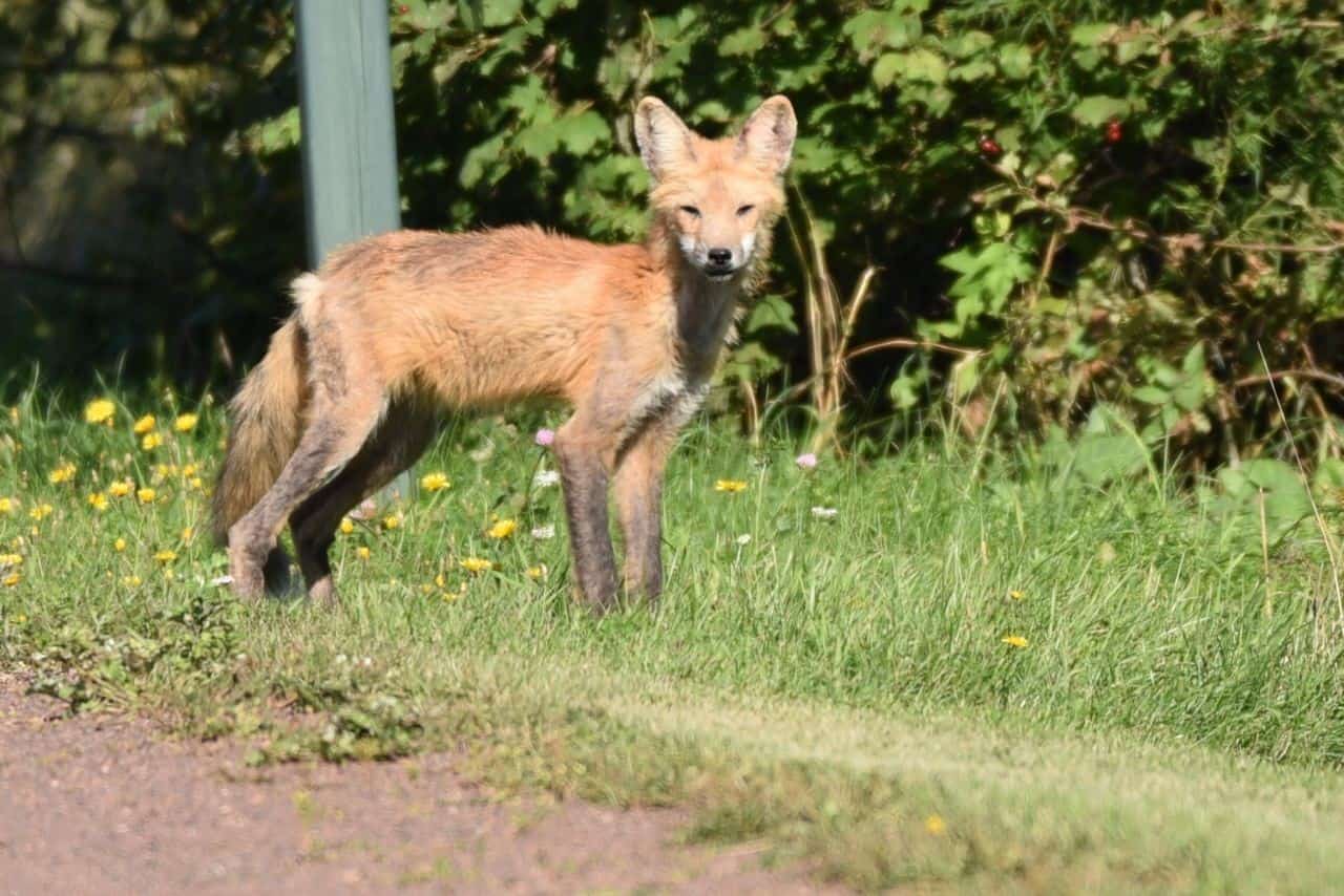 Wildlife sightings, like this red fox, are frequent in the forested and agricultural landscapes along the Trans Canada Trail in Prince Edward Island.