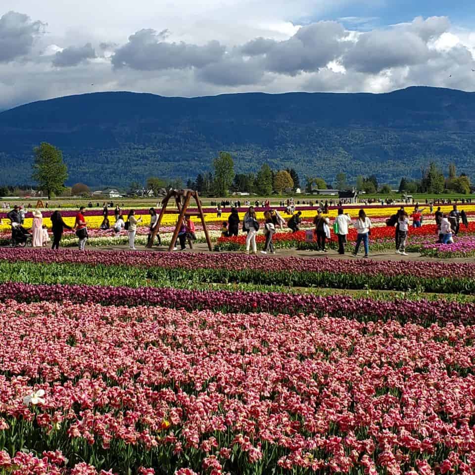 Chilliwack Tulip Festival in British Columbia Canada Member Stories