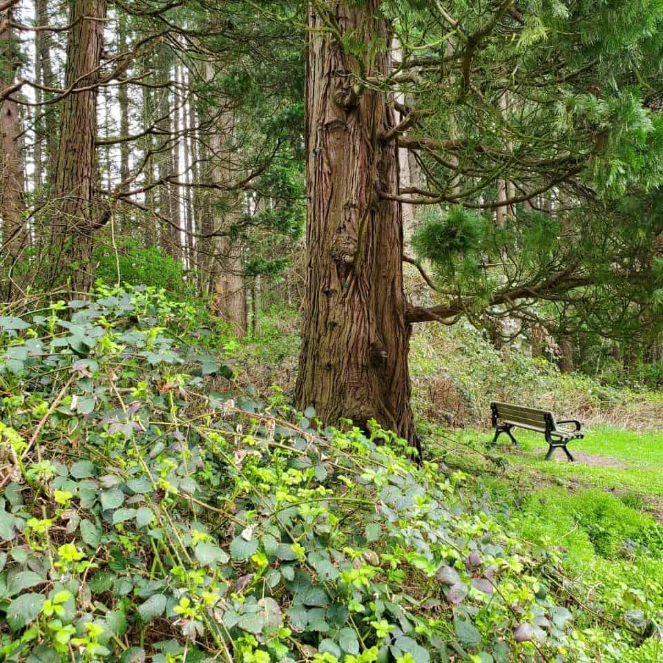 A large Incense Cedar tree stands beside a park bench. Fifty species of trees can be found in Redwood Park, Surrey BC Canada.