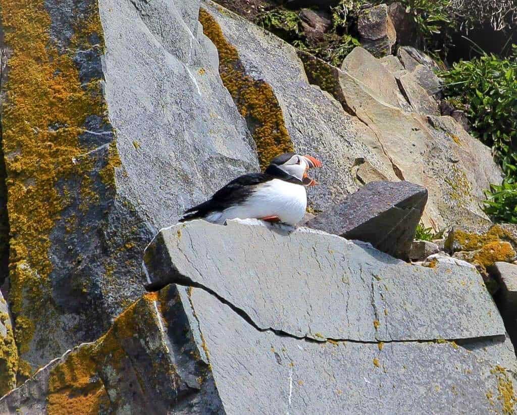 Whale Watching In Newfoundland And Labrador Canada - Member Stories