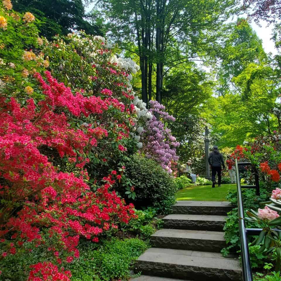 Visitors can stroll along the many paths enjoying the many rhododendron and azaleas. The garden is filled with colours.