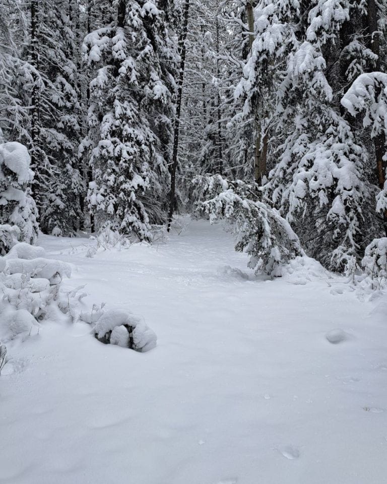 Fresh snow covers the Johnson Lake Trail near Banff. No one has broken the trail...yet.