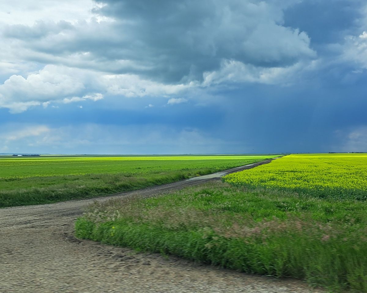 A distant rain shower darkens the sky whie the sun lights up the farmer's golden canola fields in Saskatchewan.