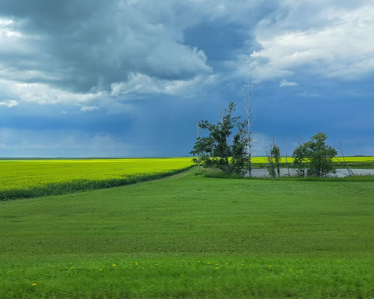 Green and gold farmer's fields underneath a stormy sky near Moose Jaw Saskatchewan Canada