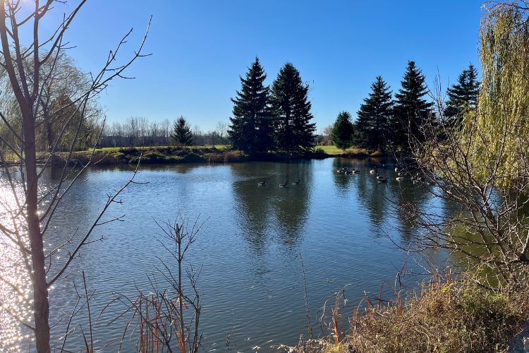 The pond at Walter Baker Park in Kanata, Ontario, Canada, has Canadian geese on a sunny day in November.