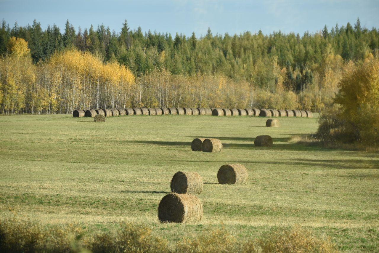 Summer is peak season for traveling across Canada on board Via Rail's The Canadian due to warm temperatures, long days, and good weather.