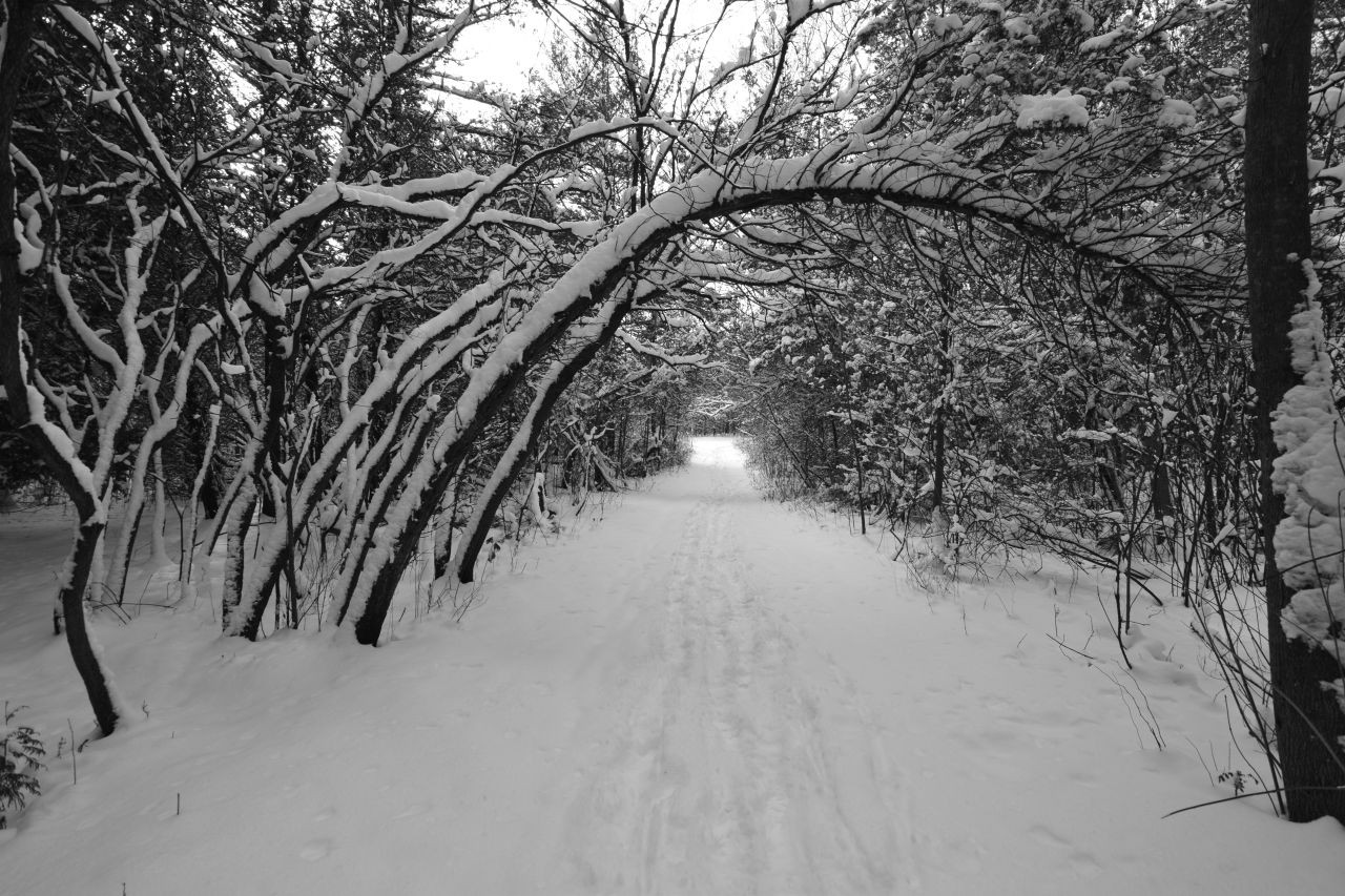 Experience the magic of new fallen snow by heading outside on the Kawartha Trans Canada Trail for some good old-fashioned holiday fun like sledding, skiing, or snowshoeing.