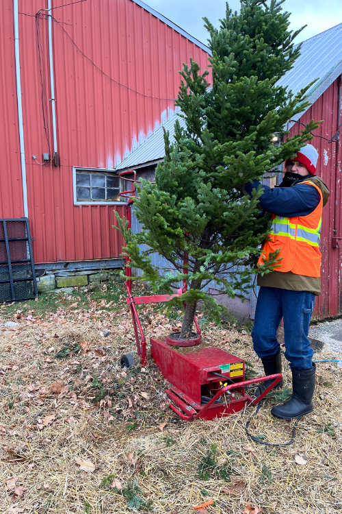 A person in an orange vest shakes an evergreen tree that will be taken home as a Christmas tree at the Christmas Farm in Harrowsmith.