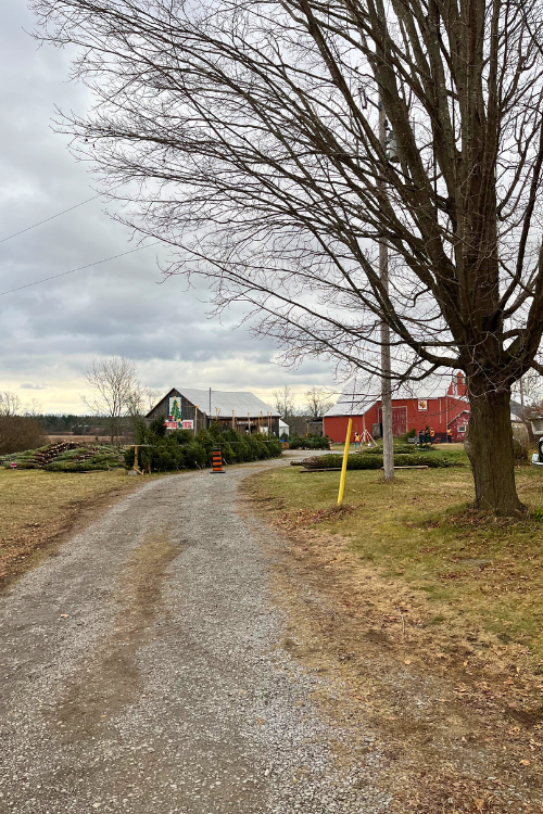 Country lane way with many fresh-cut Christmas trees along the side, waiting to be picked up, Barns in the background on a cold winter day.