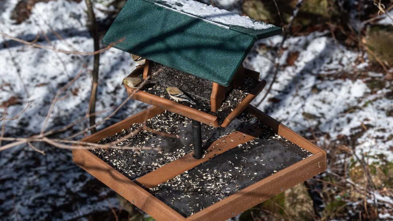 Algonquion Park Visitors Centre Bird Feeder