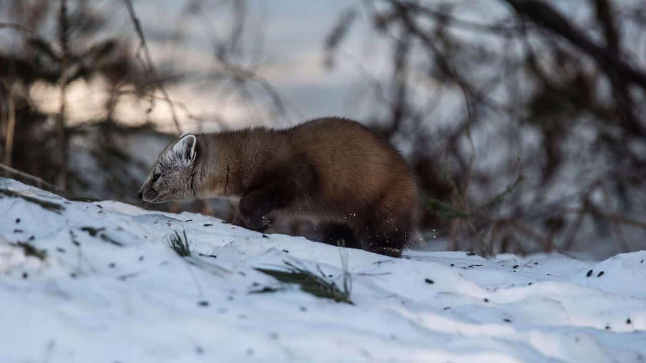 Mew Lake Pine Marten Algonquin Park