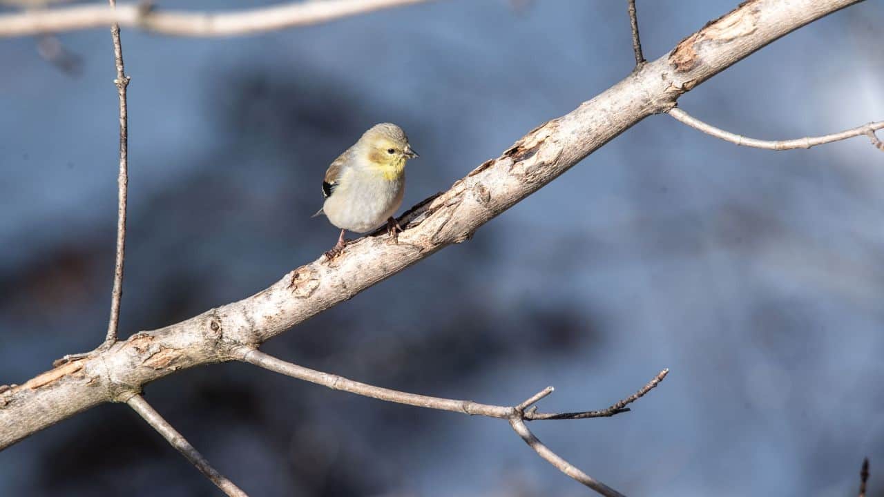 Visitors centre yellow Finch visiting the bird feeder