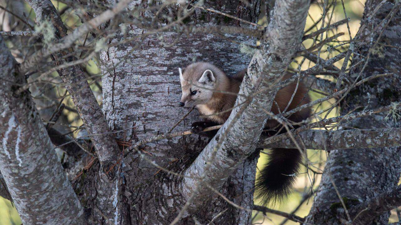 A Pine Marten In A Tree At The Garbage And Recycle Centre