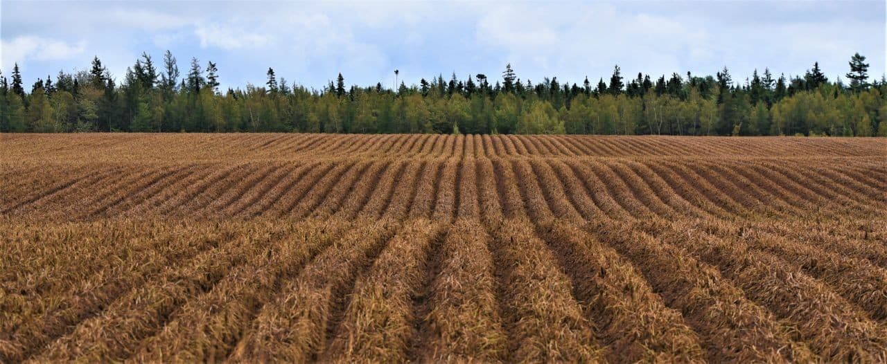 The Trans Canada Trail in Prince Edward Island traverses peaceful agricultural areas, some of which are used to grow the famous PEI potatoes.