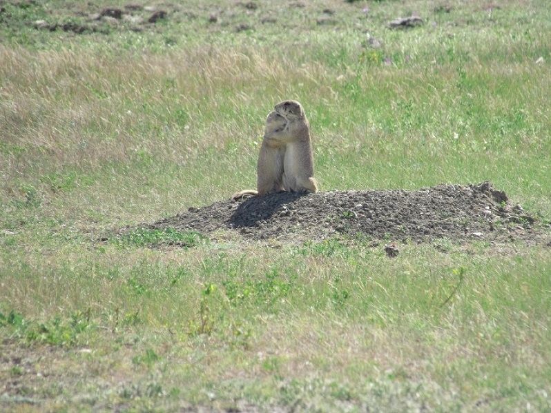 Where are all the prairie dogs?