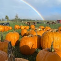 Pumpkinfest at Lester's Farm Market - 17.10.2021