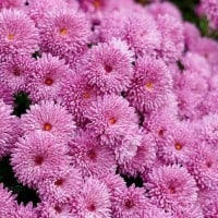 Niagara Parks Annual Chrysanthemum Show 2022 - 14.10.2022