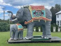 Kernal Peanut Elephant in Vittoria Ontario