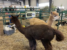 West Niagara Fair Alpacas