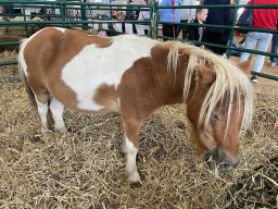 Animals at West Niagara Fair Grassie Ontario