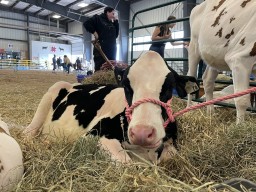 Cows in the Animal Barn at West Niagara Fair