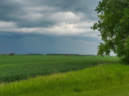 A lone tree near Fort Qu'Appelle Saskatchewan 2024-09-17