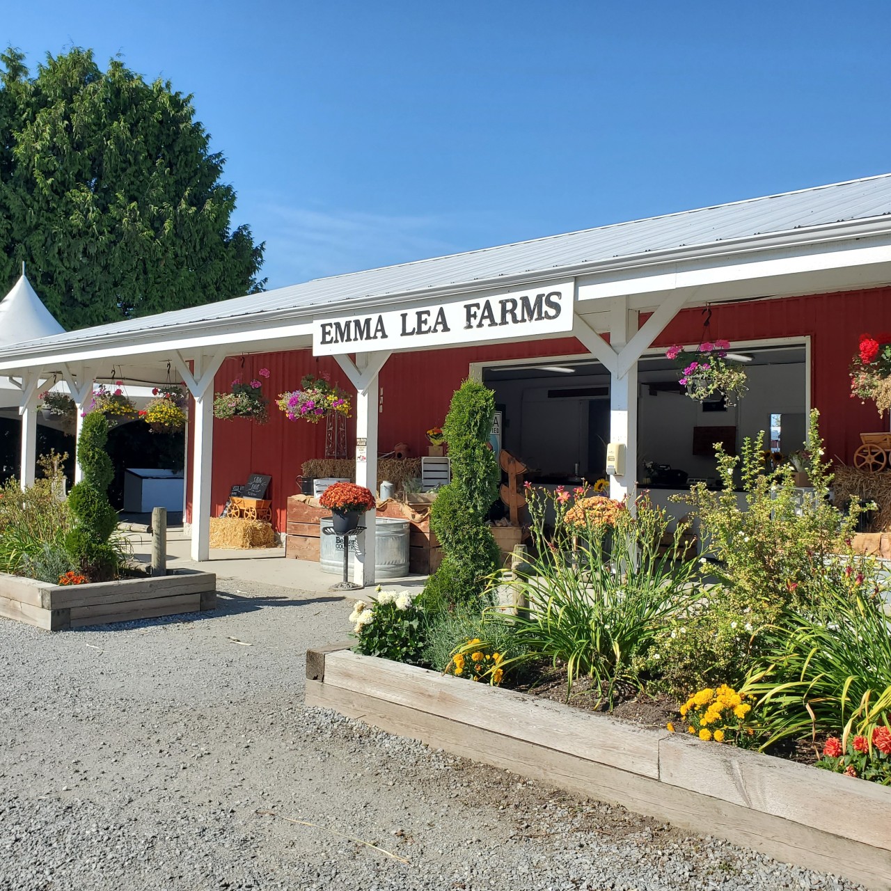 Emma Lea Farms on Westham Island in Delta British Columbia 2024-09-25 - Emma Lea Farms is just one location on the island where you can purchase garden fresh produce. They have a great ice cream shop too.