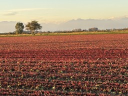 Beet field on Westham Island in Delta British Columbia 2024-09-25