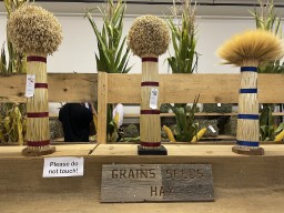 Grain Seeds and Hay Competition at Binbrook Fair