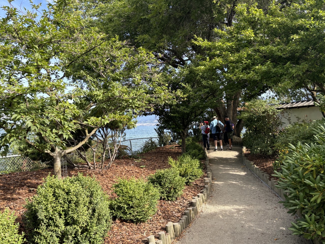 Visitors at Ikeda Japanese Garden 2024-10-05 - This walkway is typical of the walkways through the gardens. Here, visitors are taking photos under a massive tree. 