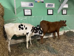 Caledonia Fair Cows in Ontario Canada 