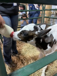 Caledonia Fair Ontario Canada Feeding Time