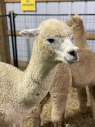 Alpaca at the Caledonia Fair Ontario Canada 