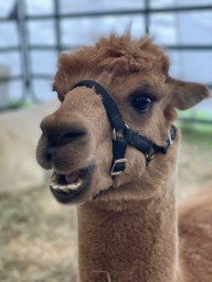 Rockton World's Fair Alpacas