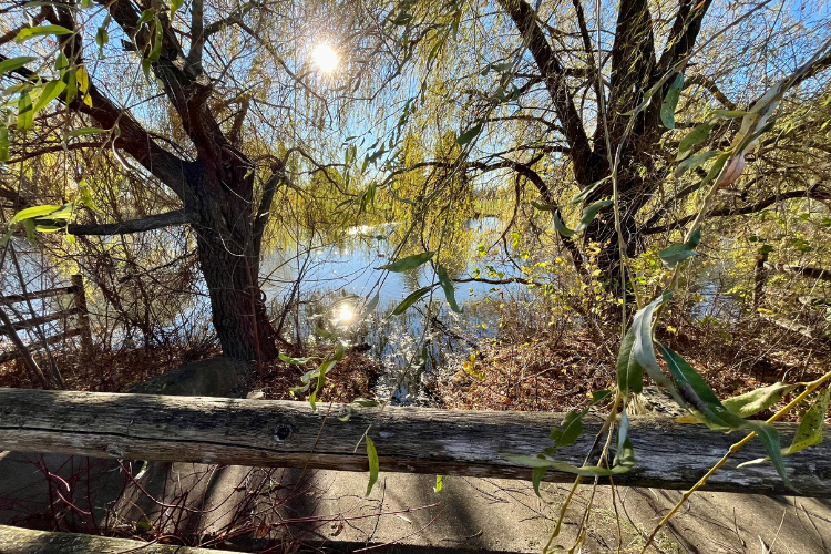 Pond beside the walking path at Walter Baker Park - View of the pond from the walking path near the road