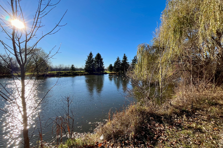 Sun in the sky over the pond at Walter Baker Park - The pond is beautiful and with many access points