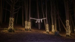 Joy At Illuminated Forest