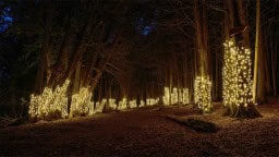 Illuminated Forest At Ken Reid Conservation Area