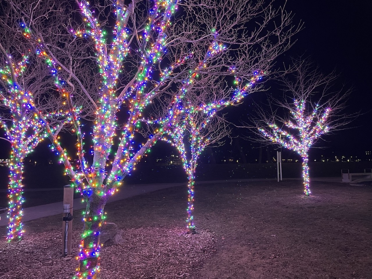 Sparkling Forest Lights Along the Grand River in Caledonia Ontario  - The lights on the trees in Caledonia, Ontario, made the Lights Along the Grand pathway so colourful.