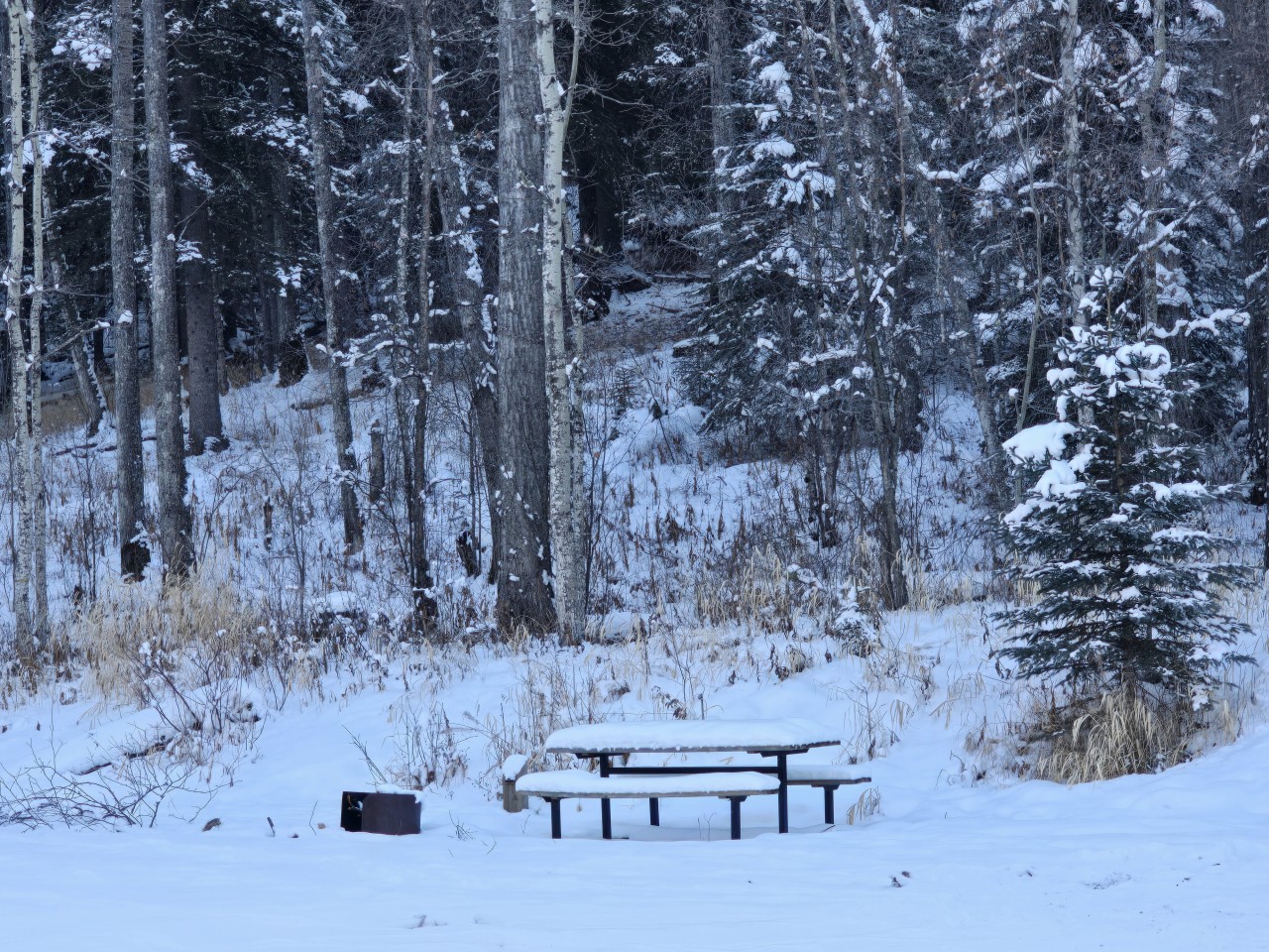 Mitchell Lake Day Use Area Near Rocky Mountain House  - There is a small lake side day use area at Mitchell Lake. Picnic tables and fire pits are available. You'll also find a tiny 3 spot tent campground here as well. 