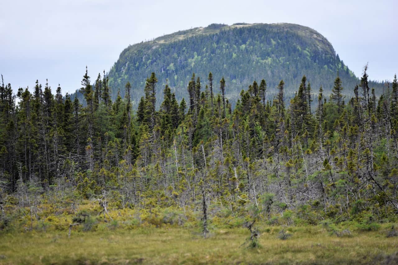 Monadnocks in the Topsails on Newfoundland's T'Railway Trail - One of the highlights of Newfoundland's T'Railway Trail is crossing 'The Topsails,' a 90 km stretch of the rail trail between Badger and Howley.  This vast, open plain is home to herds of caribou, and it is dominated by unique geological features known as monadnocks.