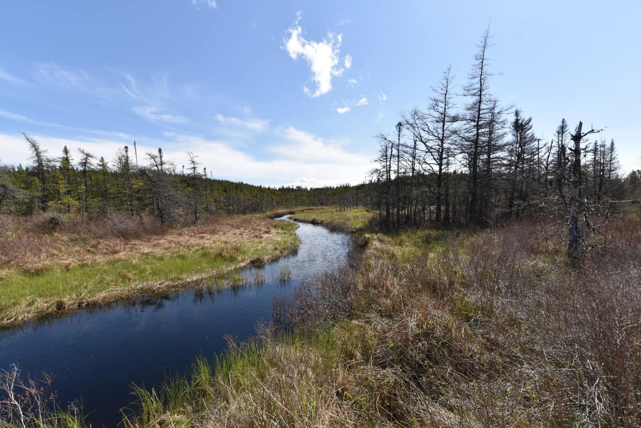 Nature on the T'Railway Trail in Newfoundland - Spending time in nature is one of the highlights of hiking, cycling, ATVing, cross-country skiing, snowshoeing, and snowmobiling the T'Railway Trail in Newfoundland. The opportunity to slow down, unplug, and destress is a rare gift in our fast-paced world, and the T'Railway Trail offers the perfect place to get away from it all and reconnect with nature. 